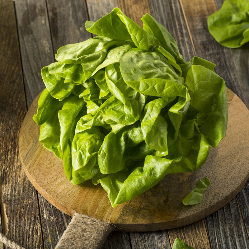 LETTUCE, BOSTON HYDRO BUBBLE PACK (by the pack)